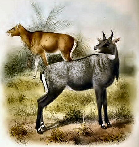 Nilgauts.