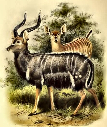 Nyala de plaine.