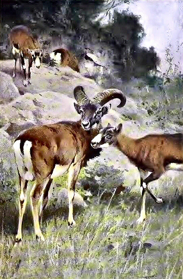 Mouflon d'Europe.