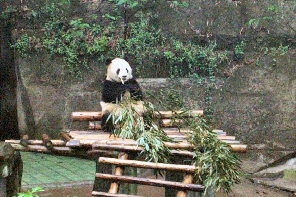 Panda g�ant.