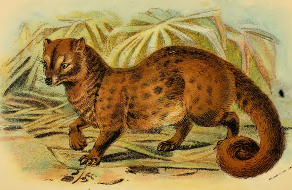 Paradoxurus niger.