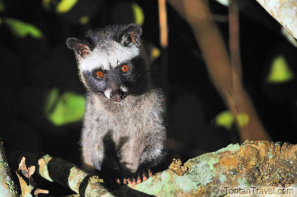 Paradoxurus hermaphroditus.