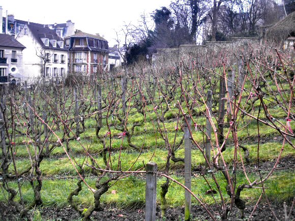 Paris : la vigne de Montmartre.