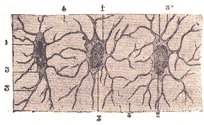 Ost�oblastes avec leurs canalicules.