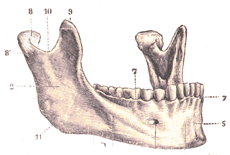 Maxilaire inf�rieur.