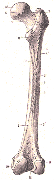 F�mur humain.