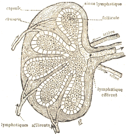 Ganglion lymphatique.