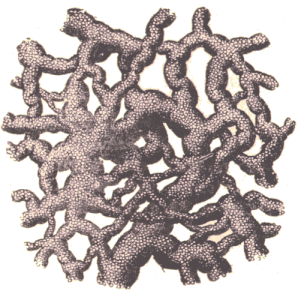 Capillaires lymphatiques.