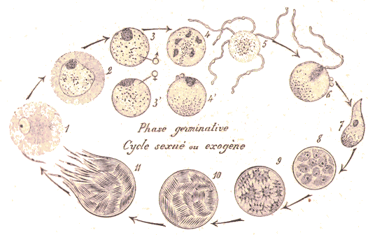 Reproduction sexu�e des H�mabibes.