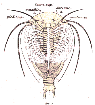 Crustac� : Apus cancriformis