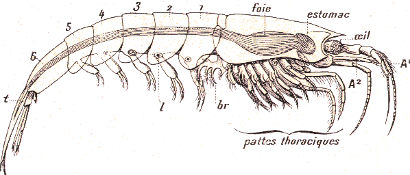 Crustac� : Euphausia.