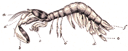 Crustac� : Squille (Squilla mantis)..