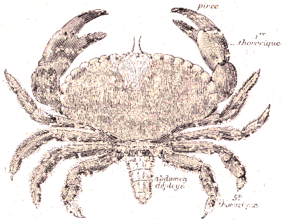 Crustac� : Crabe.