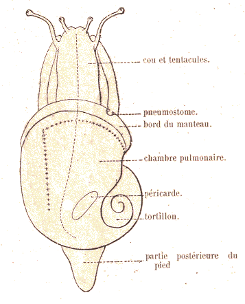 Gast�ropode : escargot.