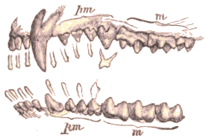 Denture de la taupe.