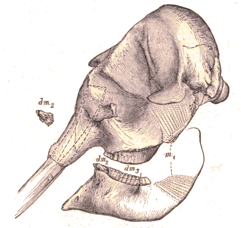 Cr�ne d'El�phant.