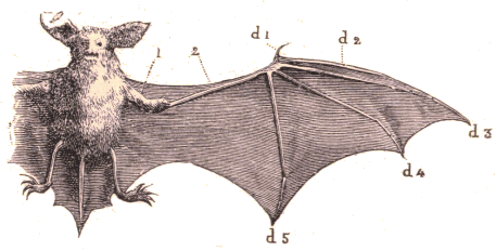 Chauve-souris.