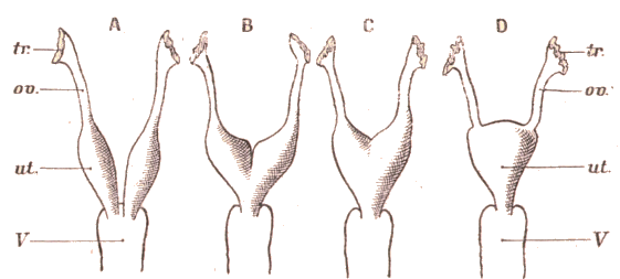 Diff�rentes sortes d'ut�rus.