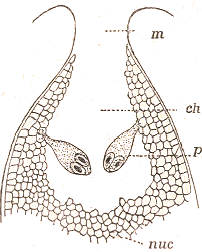 Ovile de Gingko biloba.