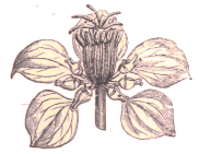 Nigelle.