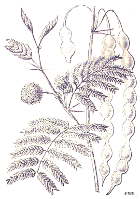 Rameau d'Acacia.