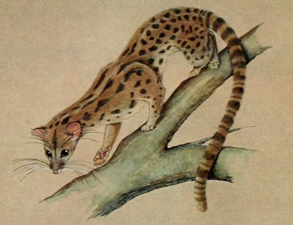 Linsang (Poiana Richarsonii).