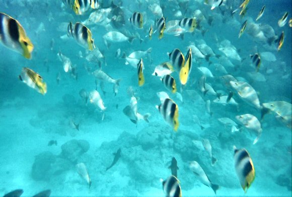 Rangiroa : Poissons de l'Oc�an Pacifique.