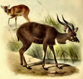 Sitatunga de for�t.