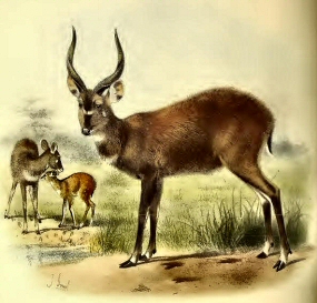 Sitatunga du Zamb�ze.