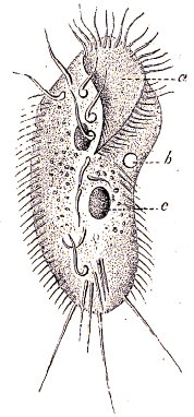 Stylonichia mytilus.