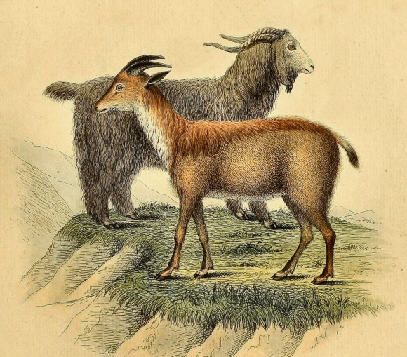 Tahr et Ch�vre du Tibet.