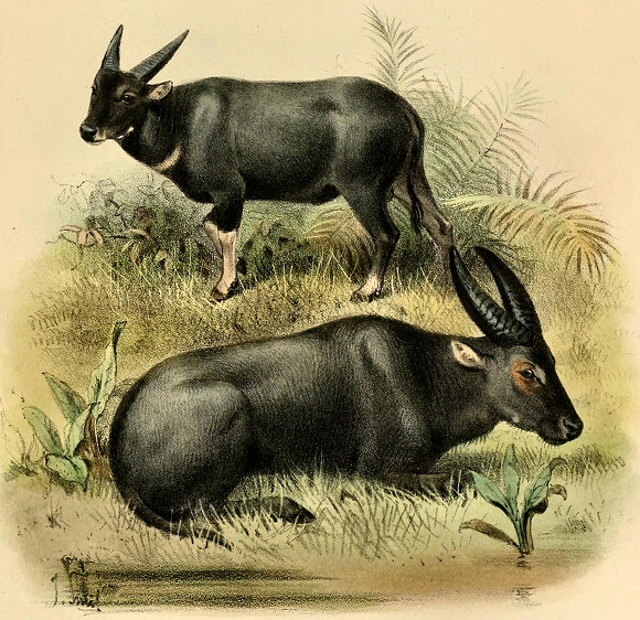 Un Tamarau et un Anoa.