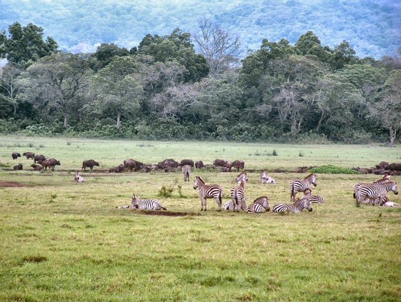 Tanzanie : le parc national d'Arusha (Z�bres, Buffles).