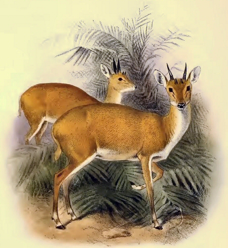 Antilope t�trac�re (Tetracerus quadricornis).
