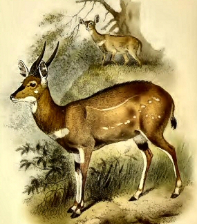 Guib harnach� (D�cula).