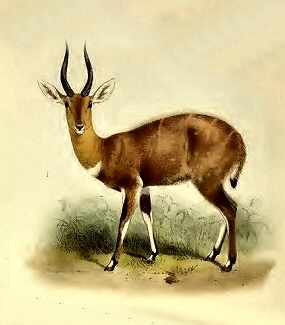 Guib harnach� (Bor).