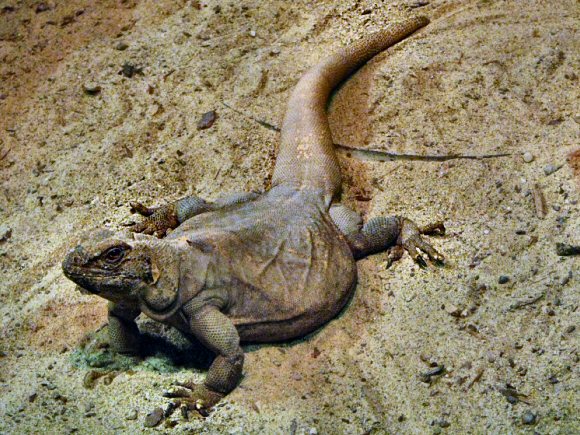 Varan de Komodo.