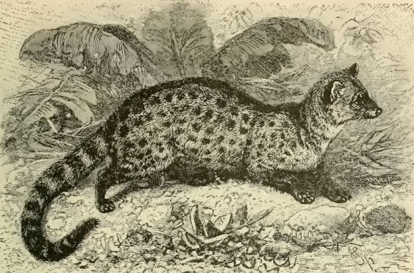 Rasse (Viverricula indica)