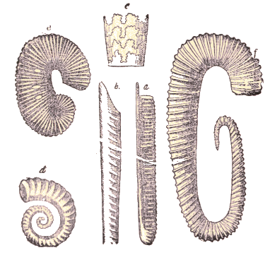 Ammonites.