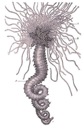 Amphitrite edwardsii.