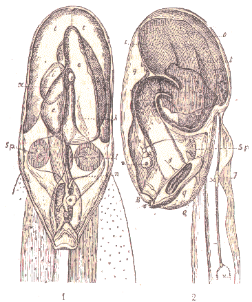Appendicularia.