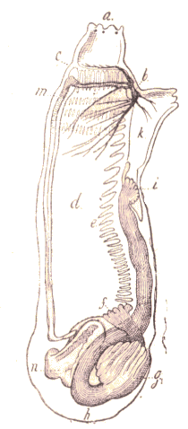 Ascidien.
