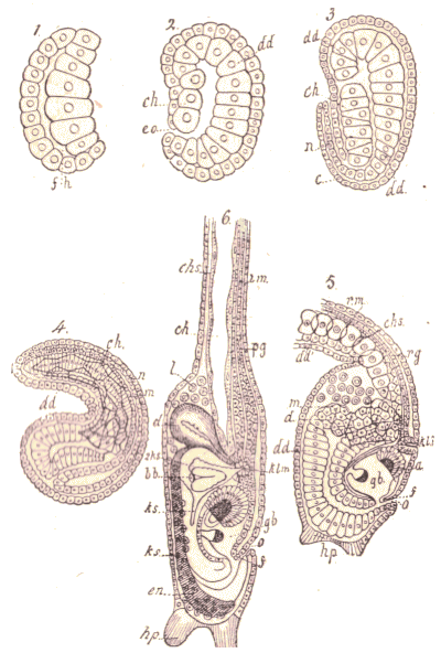 Ascidiens.