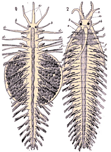 Autolycus prolifer (m�le et femelle).