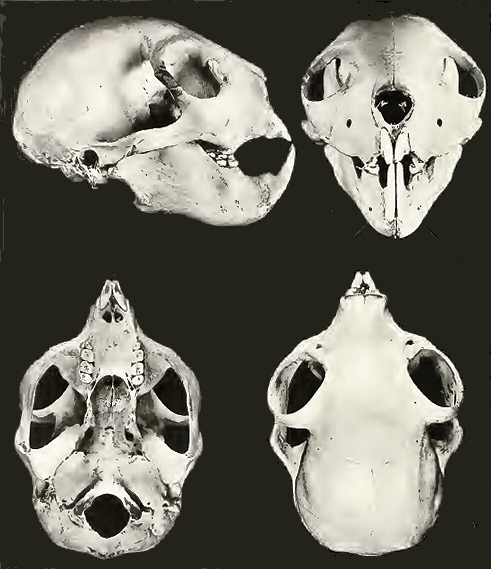 Cr�ne d'Aye-Aye.