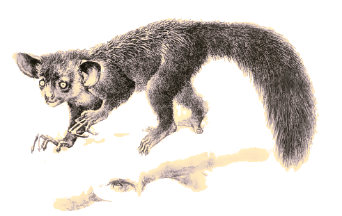 Aye-Aye.