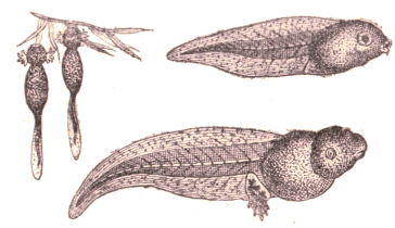 Premi�res phases de la m�tamorphose de la grenouille.