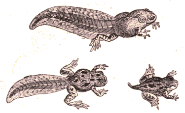 Premi�res phases de la m�tamorphose de la grenouille.