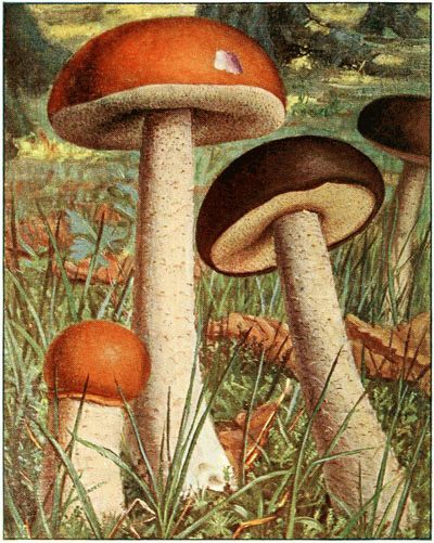 Bolet rude. � Boletus scaber.