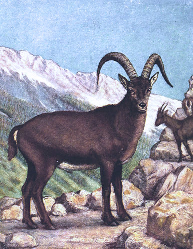 Bouquetin des Alpes.
